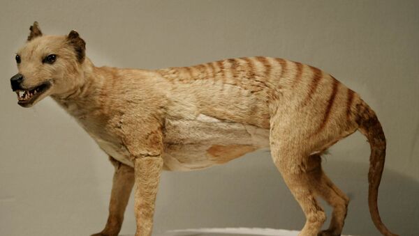 Un thylacine - Sputnik Afrique