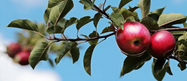 Pommes rouges sur une branche. Image d'illustration - Sputnik Afrique