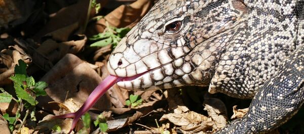 Un Tégu géant d’Argentine - Sputnik Afrique