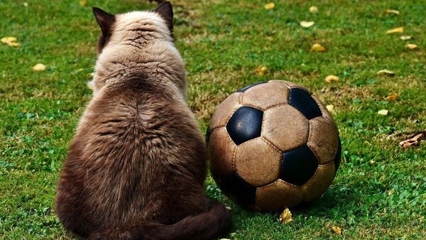 Un chat et un ballon de foot  - Sputnik Afrique