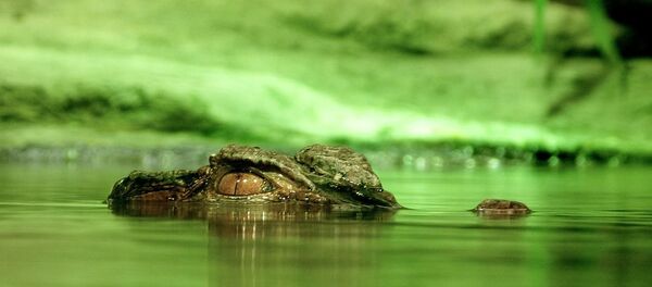 Un crocodile - Sputnik Afrique