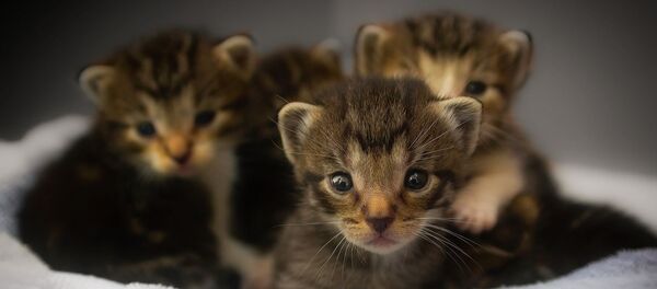 Des chatons - Sputnik Afrique