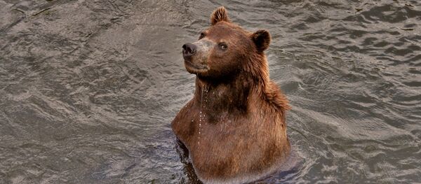Un ours  - Sputnik Afrique