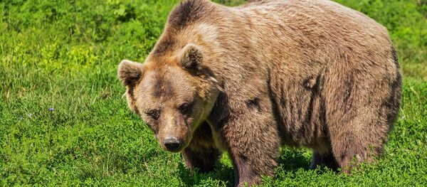 Un ours brun - Sputnik Afrique