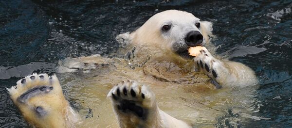 Un ours polaire - Sputnik Afrique