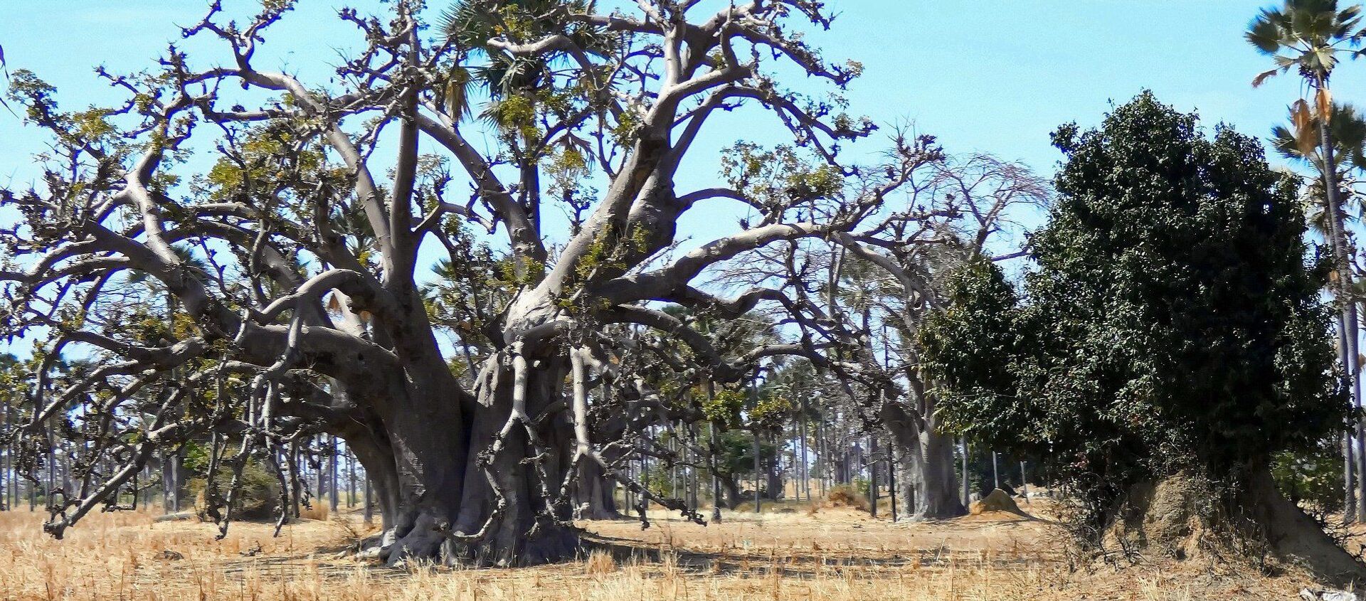 Forêt de baobabs au Sénégal - Sputnik Afrique, 1920, 03.05.2021