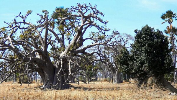 Forêt de baobabs au Sénégal - Sputnik Afrique