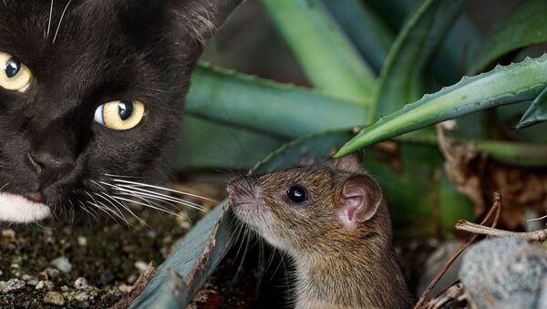 Un chat et une souris - Sputnik Afrique