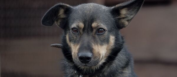 Un chien (image d'illustration) - Sputnik Afrique