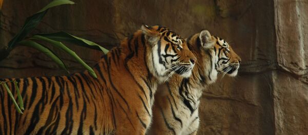 Tigres Tigres - Sputnik Afrique