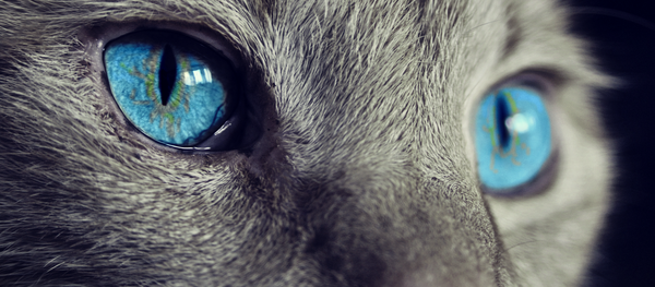 Un chat - Sputnik Afrique