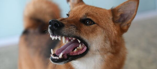 Un chen montre ses dents - Sputnik Afrique