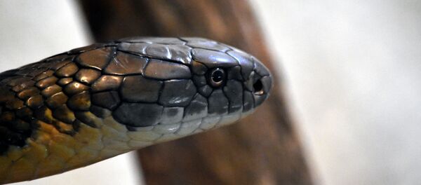 Un cobra - Sputnik Afrique