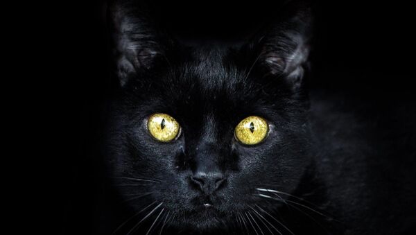 Un chat noir - Sputnik Afrique