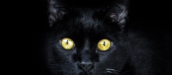 Un chat noir - Sputnik Afrique