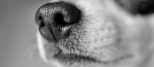 Le museau d'un chien - Sputnik Afrique