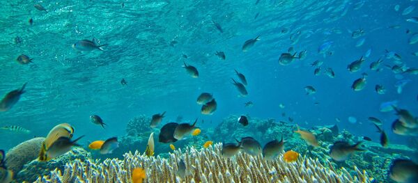 Vie sous-marine - Sputnik Afrique