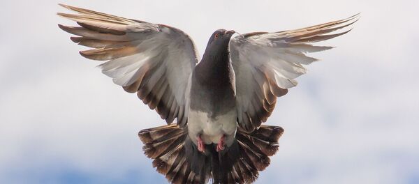 Un pigeon - Sputnik Afrique