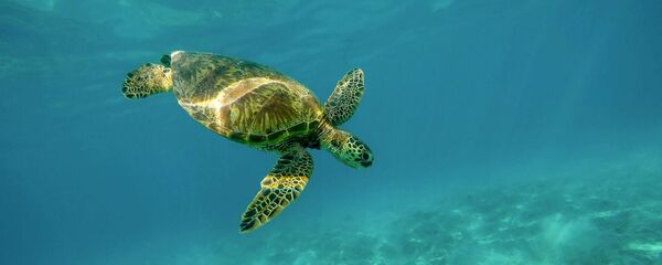 Une tortue  - Sputnik Afrique