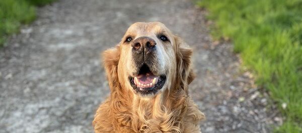 Un chien (image d'illustration) Un chien (image d'illustration) - Sputnik Afrique