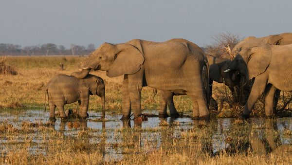 Des élephants au Botswana (image d'illustration) - Sputnik Afrique