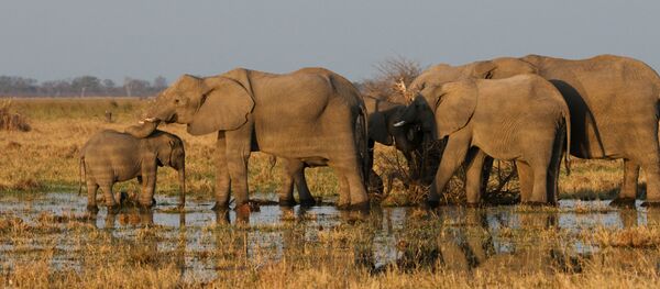 Des élephants au Botswana (image d'illustration) - Sputnik Afrique