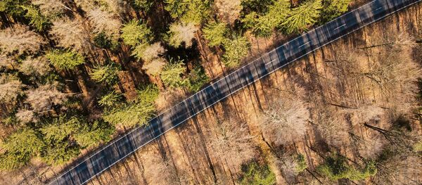 Une route forestière, image d'illustration - Sputnik Afrique