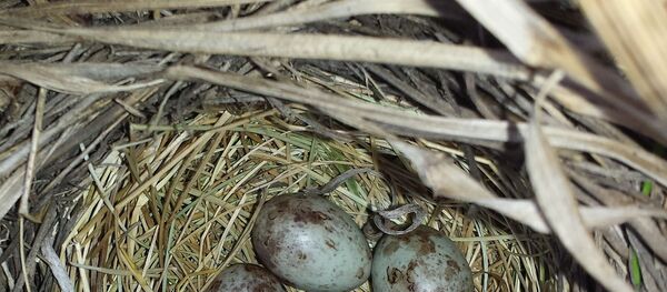 Un nid d'oiseau (image d'illustration) - Sputnik Afrique