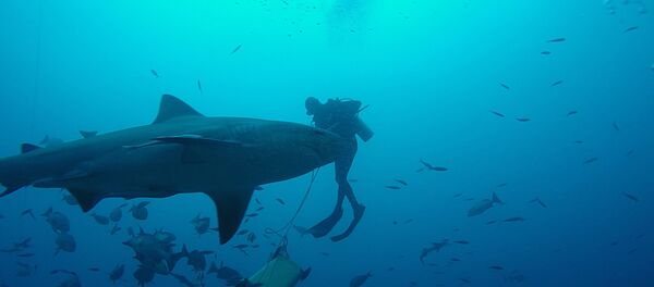 Un requin-taureau Un requin-taureau - Sputnik Afrique