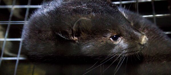 Un vison - Sputnik Afrique