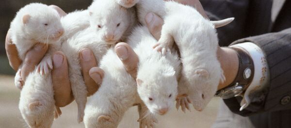 Des petits visons - Sputnik Afrique