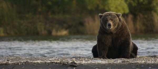 Un ours - Sputnik Afrique