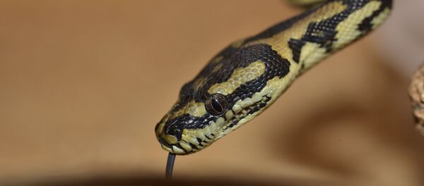 Un serpent - Sputnik Afrique