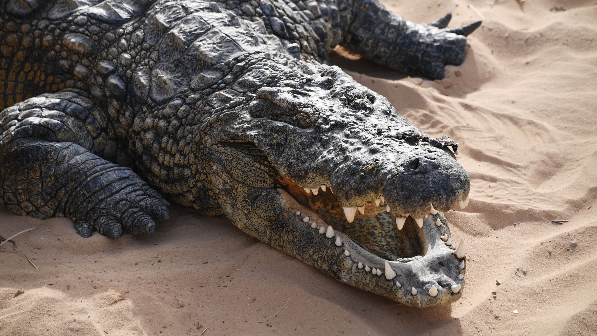 Un crocodile - Sputnik Afrique, 1920, 24.03.2021