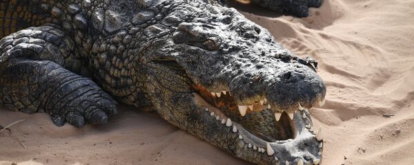 Un crocodile - Sputnik Afrique