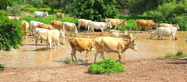 Vaches - Sputnik Afrique