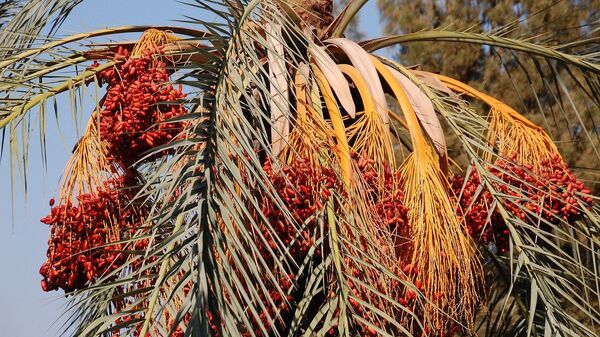 palmier dattier, image d'illustration - Sputnik Afrique