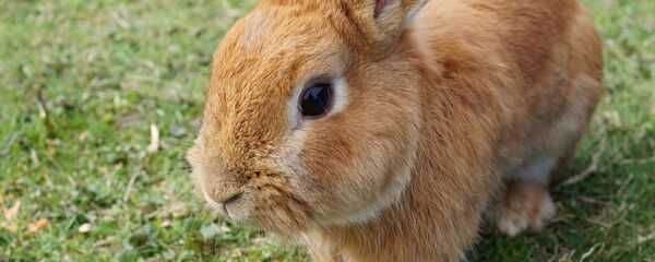 Un lapin - Sputnik Afrique
