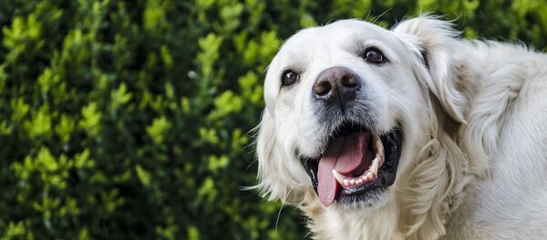 Un golden retriever - Sputnik Afrique