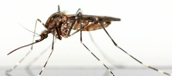 Un moustique - Sputnik Afrique
