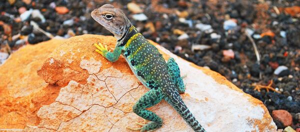 Un gecko - Sputnik Afrique