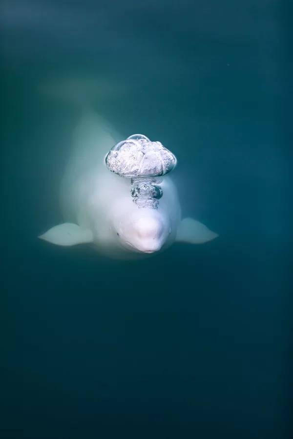 Les vainqueurs du concours de photographie IPA OneShot Movement Les vainqueurs du concours de photographie IPA OneShot Movement - Sputnik Afrique