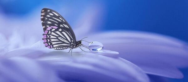Un papillon - Sputnik Afrique