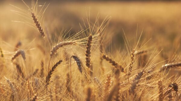 Un champ de blé (image d'illustration) - Sputnik Afrique