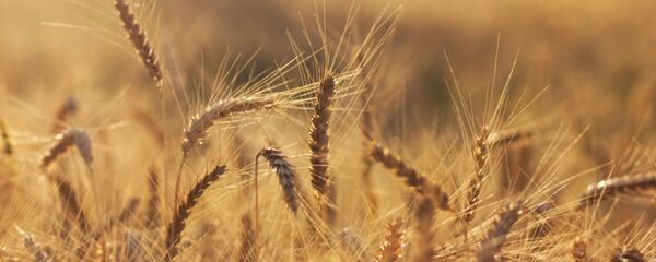 Un champ de blé (image d'illustration) - Sputnik Afrique