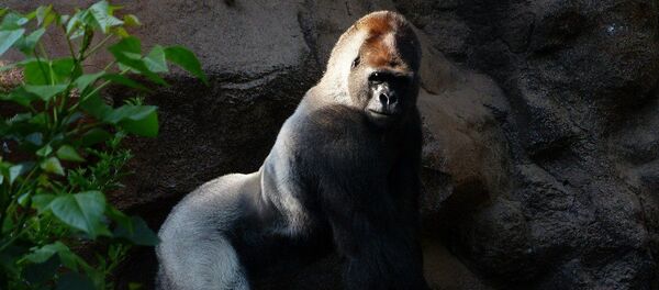 Gorille - Sputnik Afrique