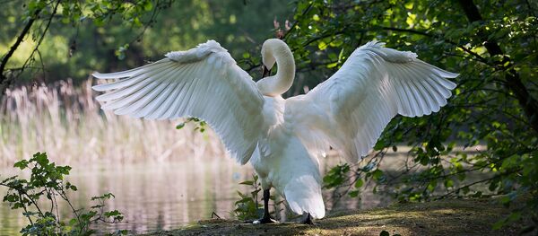 Un cygne - Sputnik Afrique