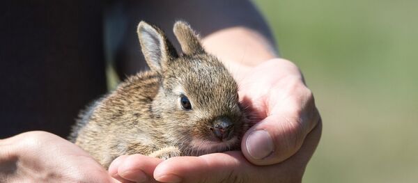 Un lapin (image d'illustration) - Sputnik Afrique