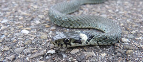 Un serpent - Sputnik Afrique