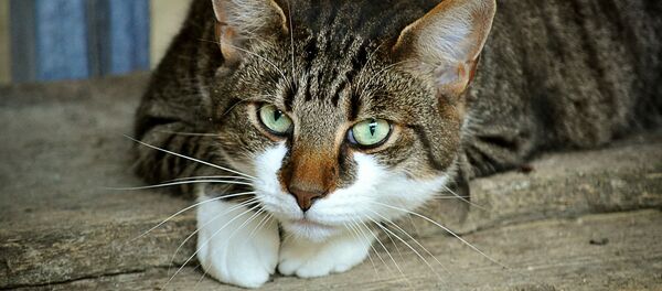 Un chat - Sputnik Afrique